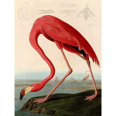 American Red Flamingo Gold Ornate Wood Framed Art Print with Double Matting by Audubon, John James