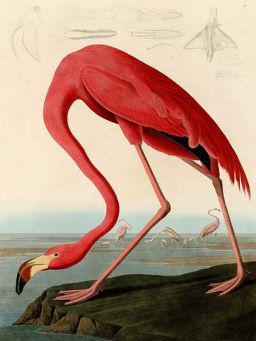 American Red Flamingo White Modern Wood Framed Art Print with Double Matting by Audubon, John James