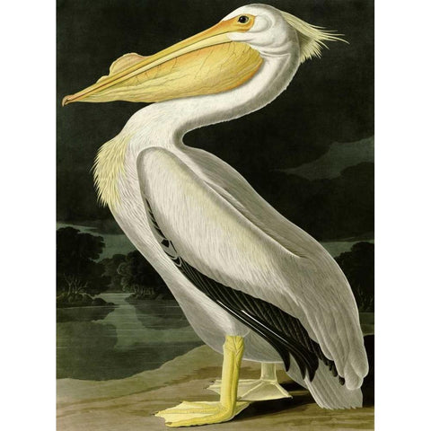 American White Pelican Gold Ornate Wood Framed Art Print with Double Matting by Audubon, John James