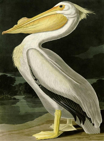 American White Pelican Black Ornate Wood Framed Art Print with Double Matting by Audubon, John James