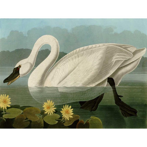 Common American Swan Black Modern Wood Framed Art Print with Double Matting by Audubon, John James