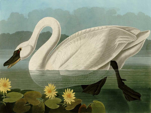 Common American Swan White Modern Wood Framed Art Print with Double Matting by Audubon, John James