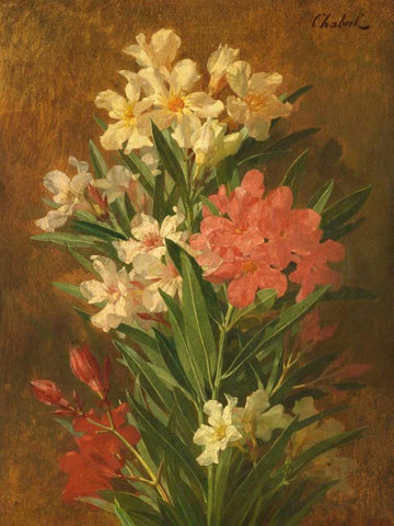 Rot und weiss bluhender Oleander Black Ornate Wood Framed Art Print with Double Matting by Chabal-Dussergey, Pierre Adrien