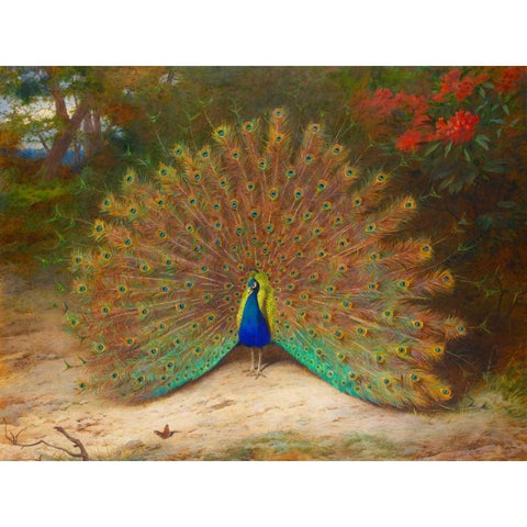 Peacock and Peacock Butterfly Black Modern Wood Framed Art Print with Double Matting by Thorburn, Archibald