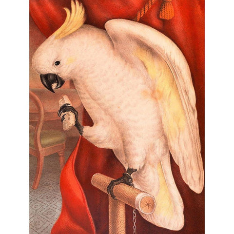 Great Sulphur-Crested Cockatoo Gold Ornate Wood Framed Art Print with Double Matting by James Whitley, Sayer