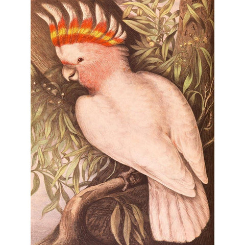 Leadbeaters Cockatoo Gold Ornate Wood Framed Art Print with Double Matting by James Whitley, Sayer