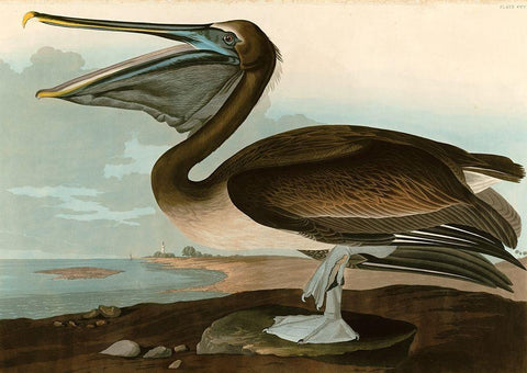 Brown Pelican Black Ornate Wood Framed Art Print with Double Matting by John James, Audubon