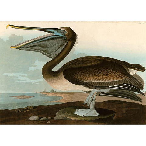 Brown Pelican Gold Ornate Wood Framed Art Print with Double Matting by John James, Audubon