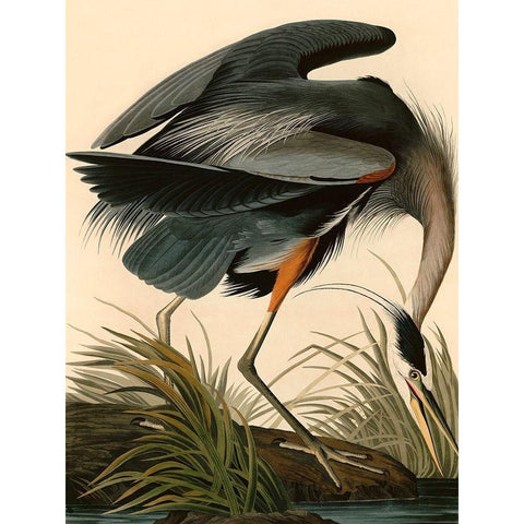 Great Blue Heron Gold Ornate Wood Framed Art Print with Double Matting by John James, Audubon