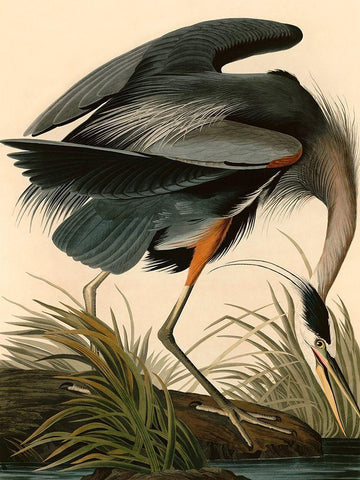 Great Blue Heron Black Ornate Wood Framed Art Print with Double Matting by John James, Audubon