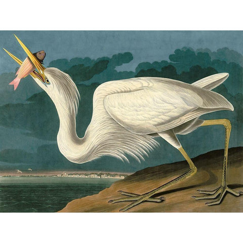 Great White Heron White Modern Wood Framed Art Print by John James, Audubon