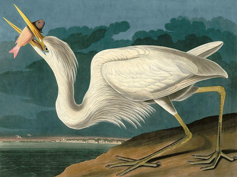 Great White Heron White Modern Wood Framed Art Print with Double Matting by John James, Audubon