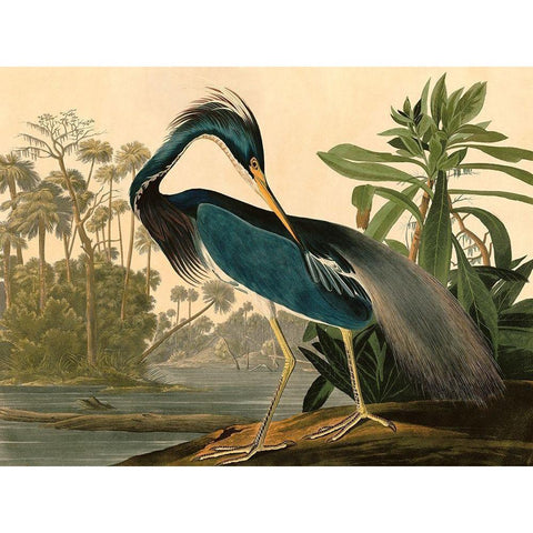 Louisiana Heron White Modern Wood Framed Art Print by John James, Audubon