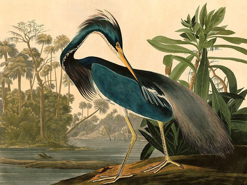 Louisiana Heron White Modern Wood Framed Art Print with Double Matting by John James, Audubon