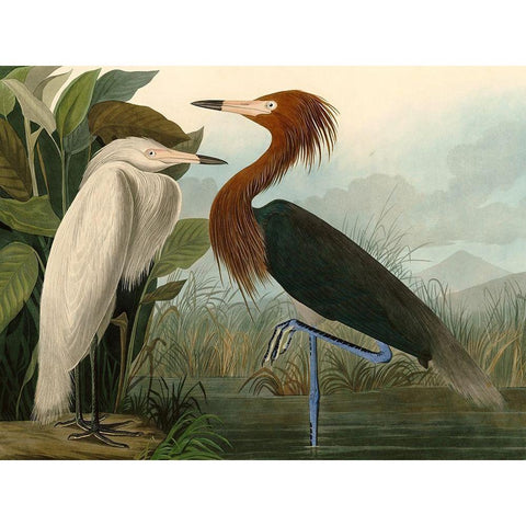 Purple Heron Gold Ornate Wood Framed Art Print with Double Matting by John James, Audubon