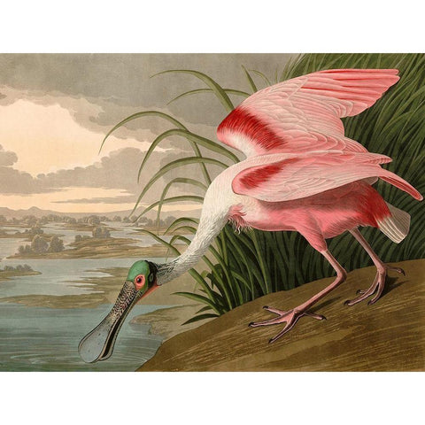 Roseate Spoonbill Black Modern Wood Framed Art Print with Double Matting by John James, Audubon