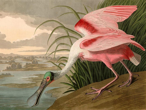 Roseate Spoonbill White Modern Wood Framed Art Print with Double Matting by John James, Audubon