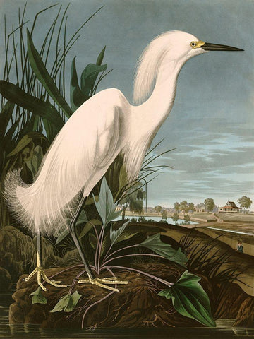 Snowy Heron or White Egret White Modern Wood Framed Art Print with Double Matting by John James, Audubon