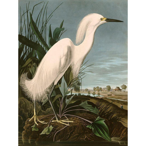 Snowy Heron or White Egret Gold Ornate Wood Framed Art Print with Double Matting by John James, Audubon