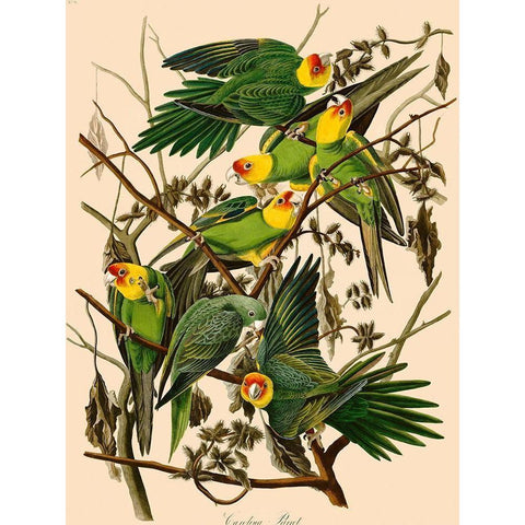 Carolina Parrot Black Modern Wood Framed Art Print with Double Matting by John James, Audubon