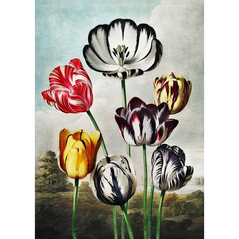 Tulips from The Temple of Flora Gold Ornate Wood Framed Art Print with Double Matting by Thornton, Robert John