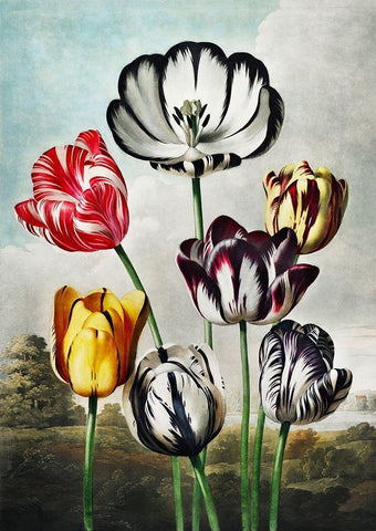 Tulips from The Temple of Flora Black Ornate Wood Framed Art Print with Double Matting by Thornton, Robert John