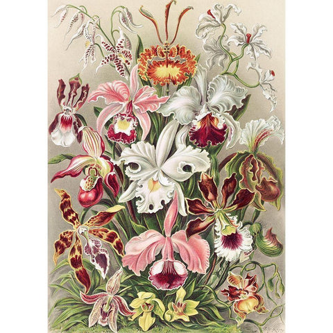 Orchidaeacae White Modern Wood Framed Art Print by Haeckel, Ernst