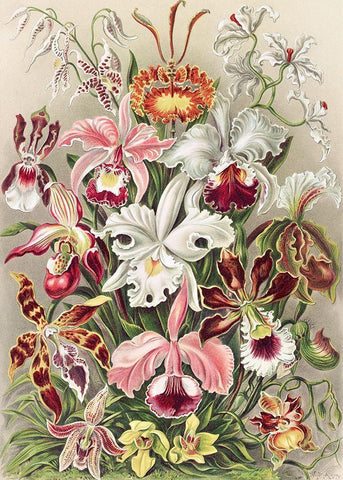 Orchidaeacae Black Ornate Wood Framed Art Print with Double Matting by Haeckel, Ernst