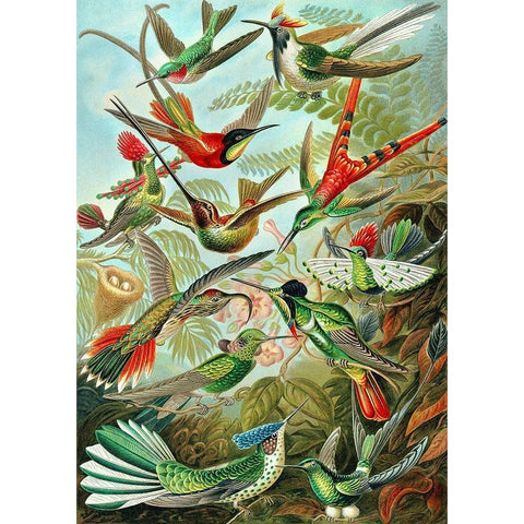 Trochilidae White Modern Wood Framed Art Print by Haeckel, Ernst