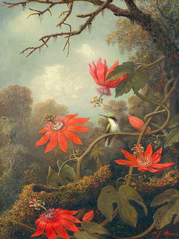 Hummingbird and Passionflowers White Modern Wood Framed Art Print with Double Matting by Heade, Martin Johnson