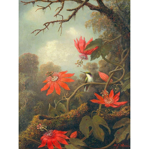 Hummingbird and Passionflowers White Modern Wood Framed Art Print by Heade, Martin Johnson