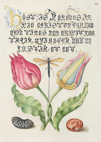 From the Model Book of Calligraphy-I Black Ornate Wood Framed Art Print with Double Matting by Hoefnagel, Bocskay