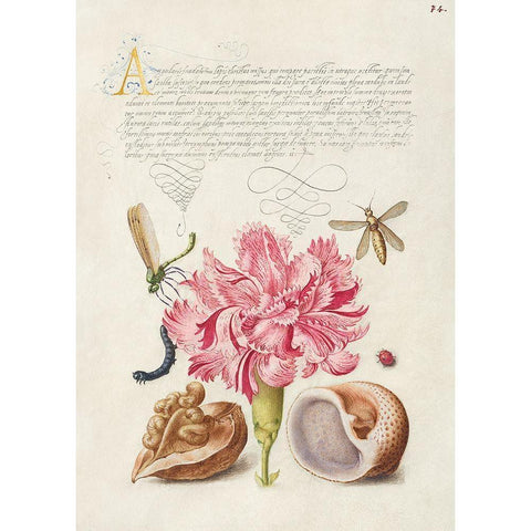 From the Model Book of Calligraphy-V Gold Ornate Wood Framed Art Print with Double Matting by Hoefnagel, Bocskay