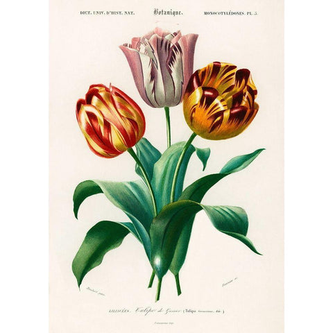 Didiers Tulip  White Modern Wood Framed Art Print by D Orbigny, Charles Dessalines