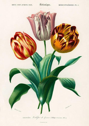 Didiers Tulip  Black Ornate Wood Framed Art Print with Double Matting by D Orbigny, Charles Dessalines