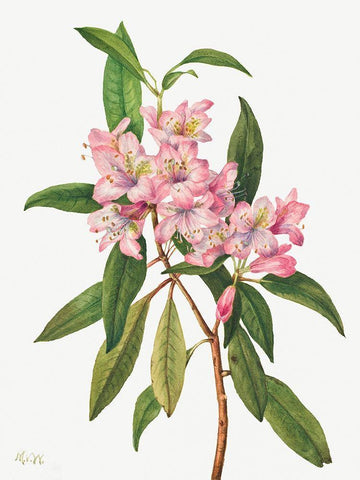 Rose Bay Rhododendron-1932 Black Ornate Wood Framed Art Print with Double Matting by Walcott, Mary Vaux