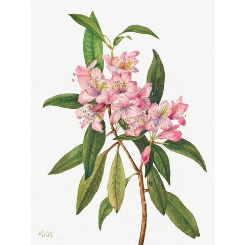Rose Bay Rhododendron-1932 Black Modern Wood Framed Art Print by Walcott, Mary Vaux