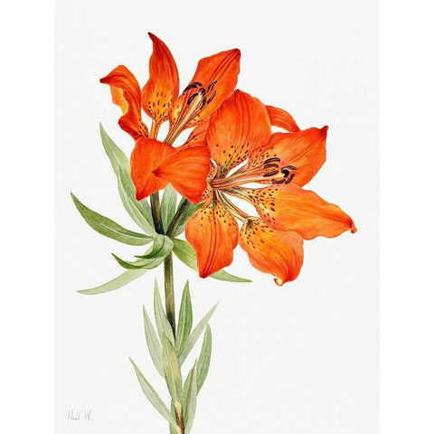 Red Lily-1923 White Modern Wood Framed Art Print by Walcott, Mary Vaux