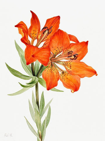 Red Lily-1923 Black Ornate Wood Framed Art Print with Double Matting by Walcott, Mary Vaux
