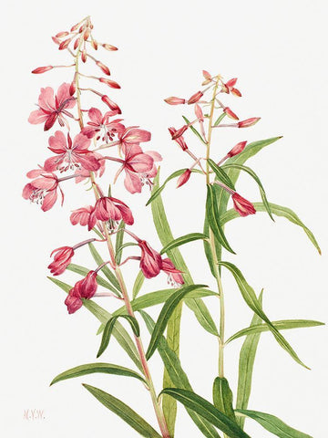 Fireweed-1902 White Modern Wood Framed Art Print with Double Matting by Walcott, Mary Vaux