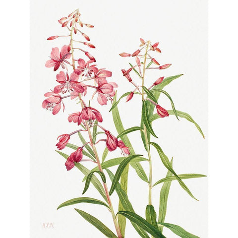 Fireweed-1902 Black Modern Wood Framed Art Print by Walcott, Mary Vaux