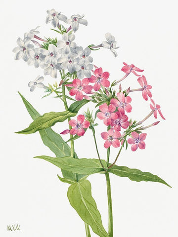 Perennial Phlox Black Ornate Wood Framed Art Print with Double Matting by Walcott, Mary Vaux