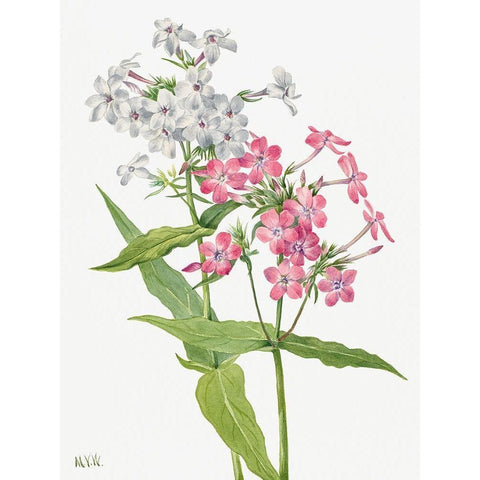 Perennial Phlox Black Modern Wood Framed Art Print by Walcott, Mary Vaux