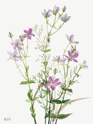 Sabbalia angularis-1880 White Modern Wood Framed Art Print with Double Matting by Walcott, Mary Vaux