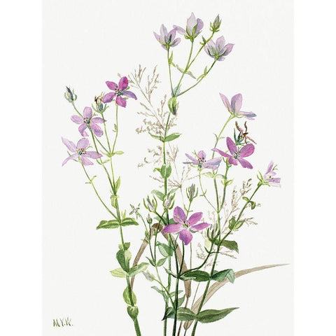 Sabbalia angularis-1880 Black Modern Wood Framed Art Print with Double Matting by Walcott, Mary Vaux