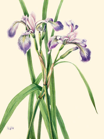 Blueflag Iris-1919 White Modern Wood Framed Art Print with Double Matting by Walcott, Mary Vaux
