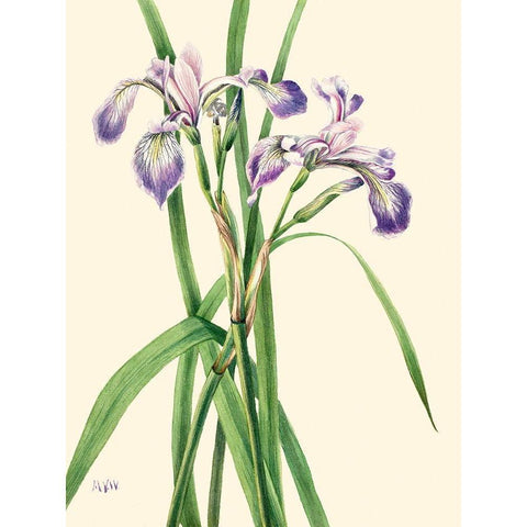 Blueflag Iris-1919 Black Modern Wood Framed Art Print with Double Matting by Walcott, Mary Vaux