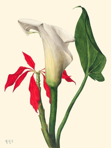 Calla Lily-1877 White Modern Wood Framed Art Print with Double Matting by Walcott, Mary Vaux