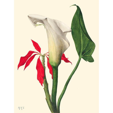Calla Lily-1877 Gold Ornate Wood Framed Art Print with Double Matting by Walcott, Mary Vaux