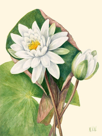 American Waterlily-1920 White Modern Wood Framed Art Print with Double Matting by Walcott, Mary Vaux